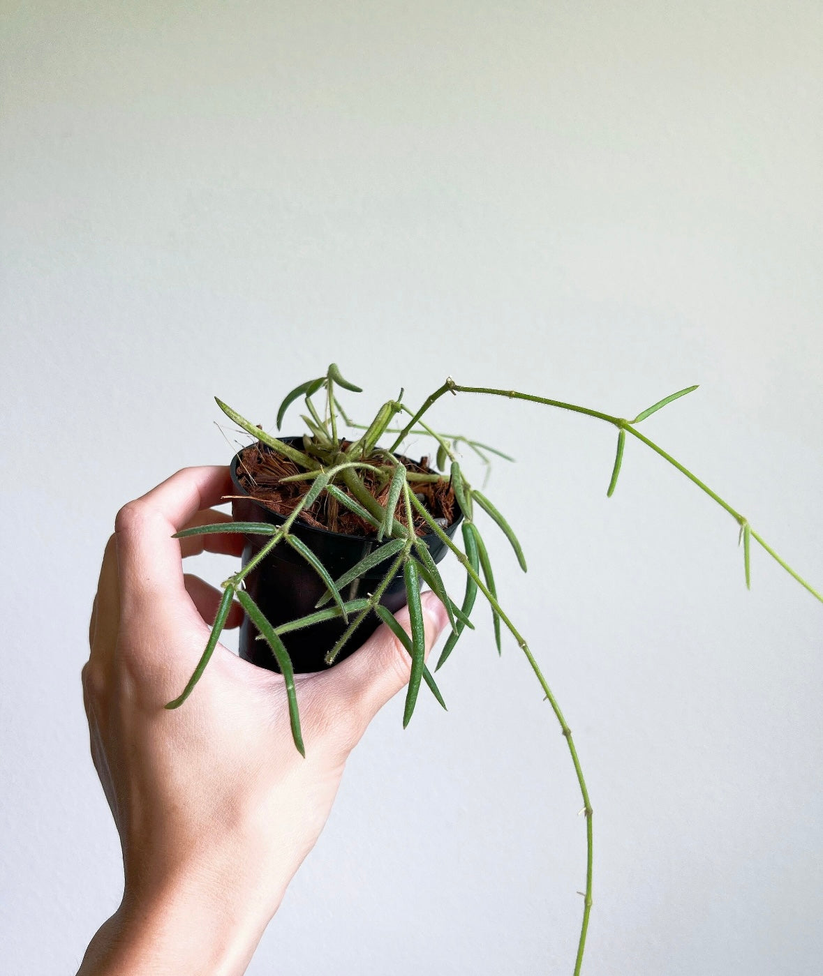Hoya Linearis “4