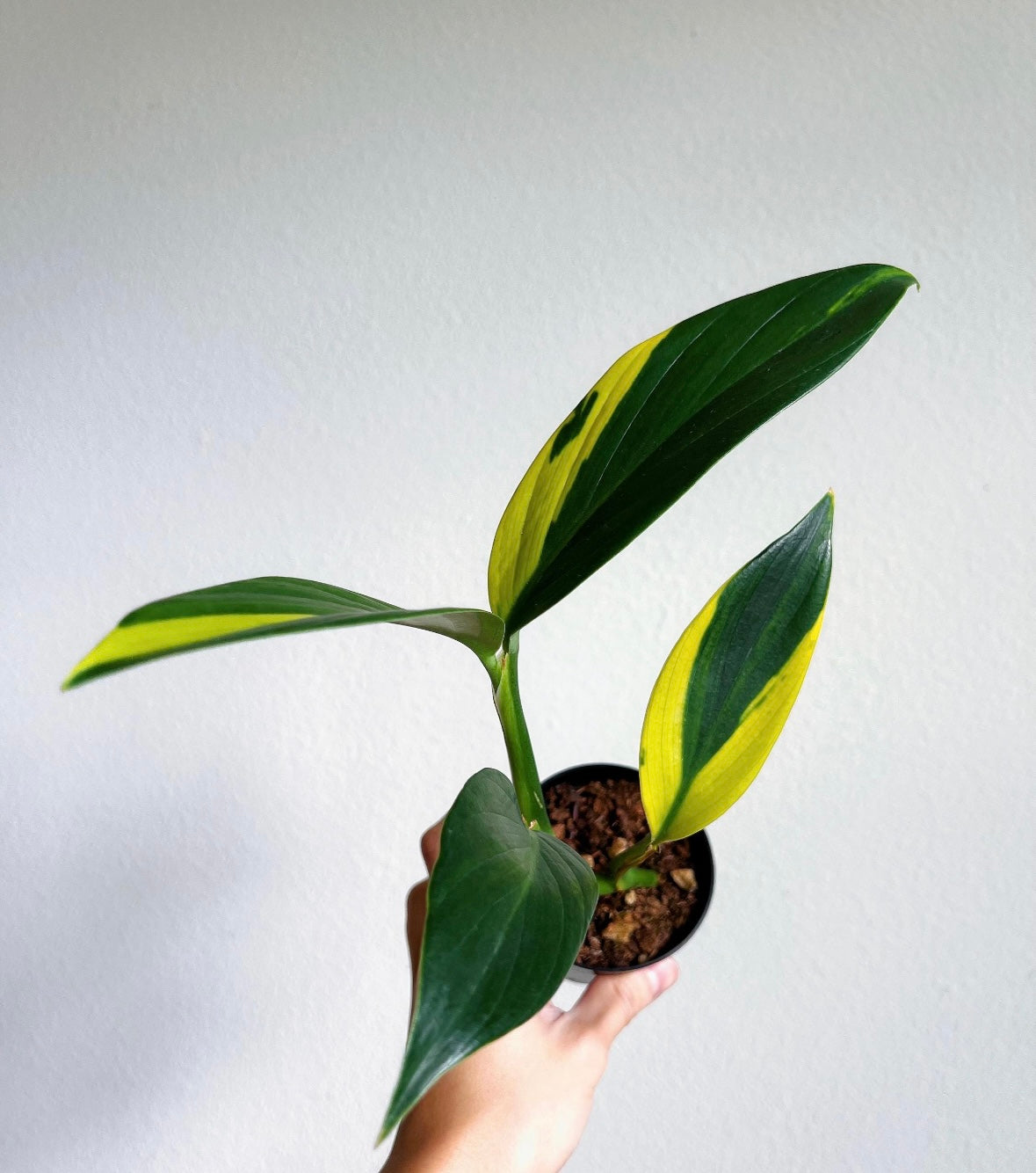 Scindapsus Coriaceus "4
