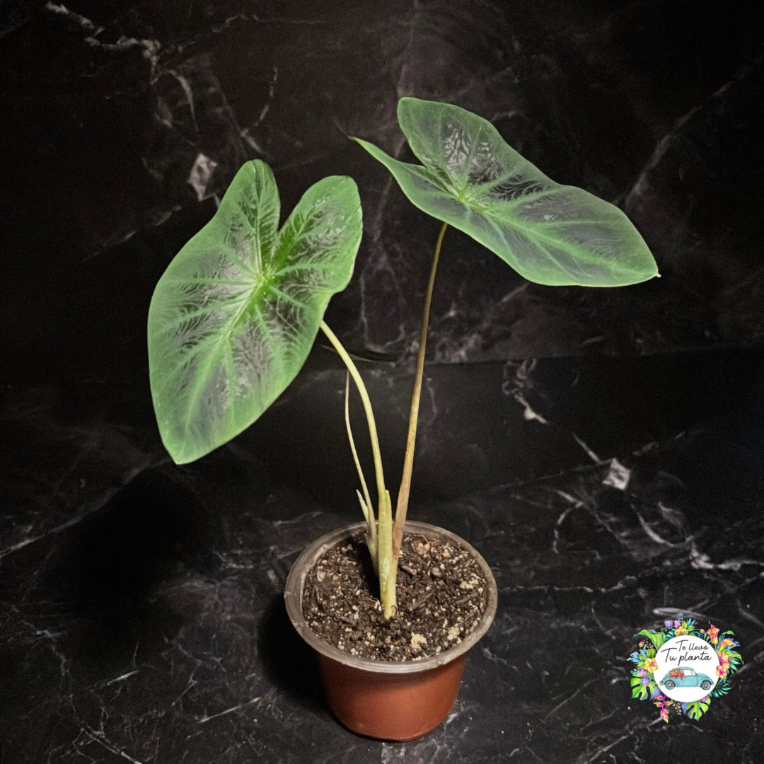 Colocasia Aloha “4