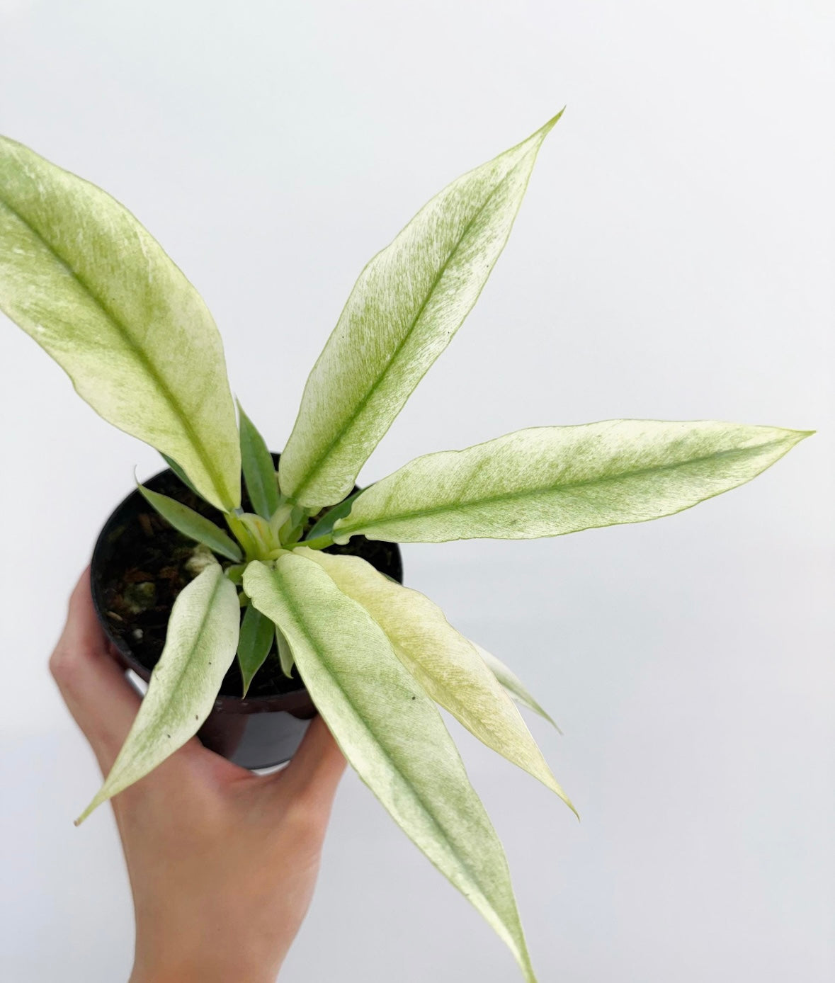 Philodendron Ring of Fire Mint "4