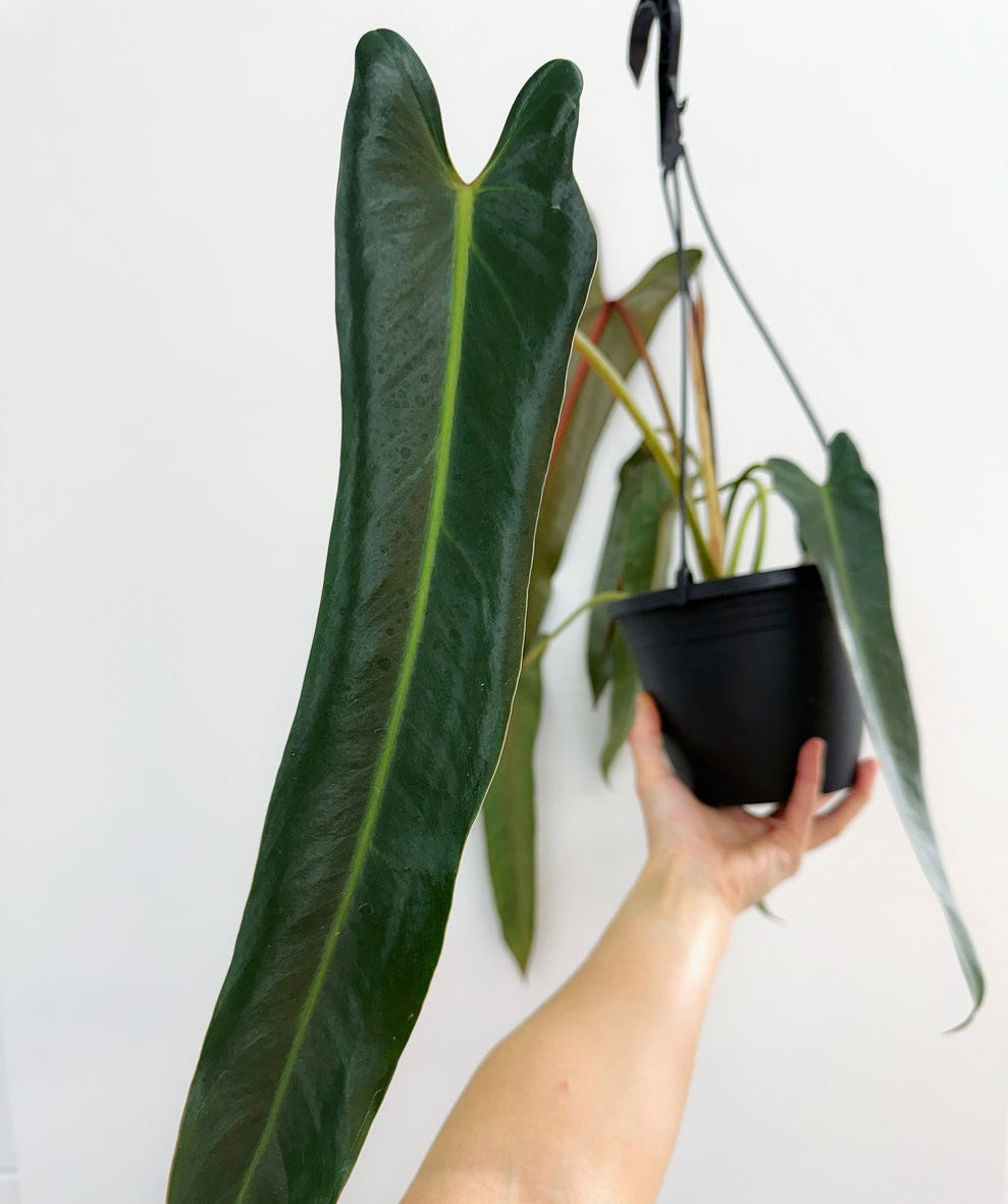Philodendron Spiritus Sancti XL (maceta colgante) “6
