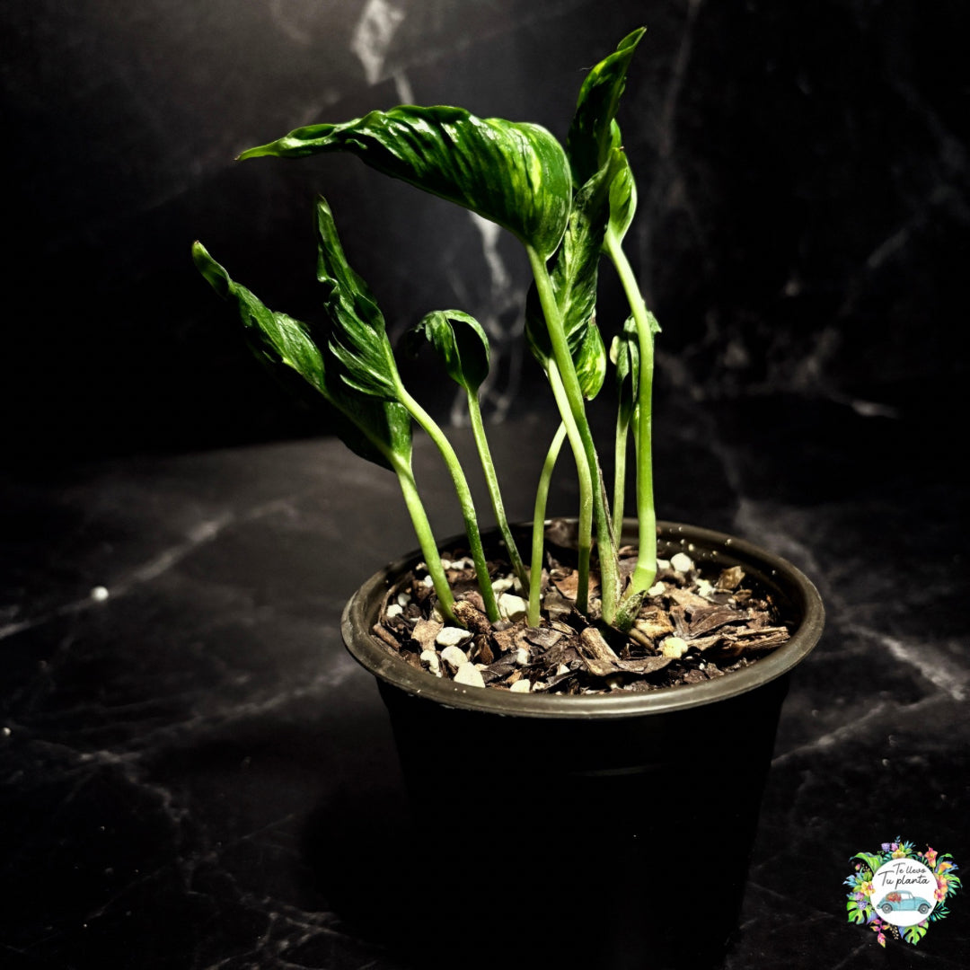 Epipremnum Aureum Shangri -La