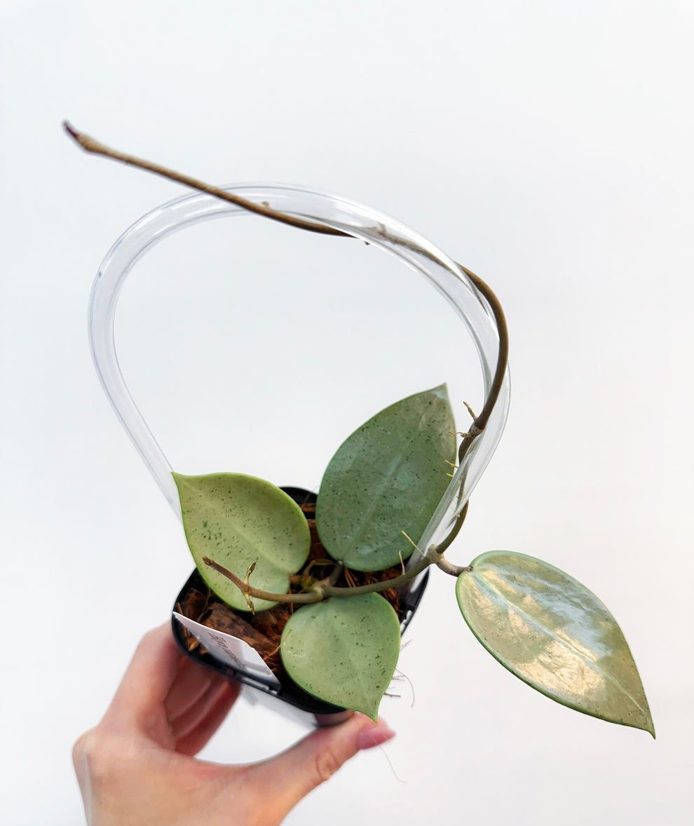 Hoya Parasitica Silver “4