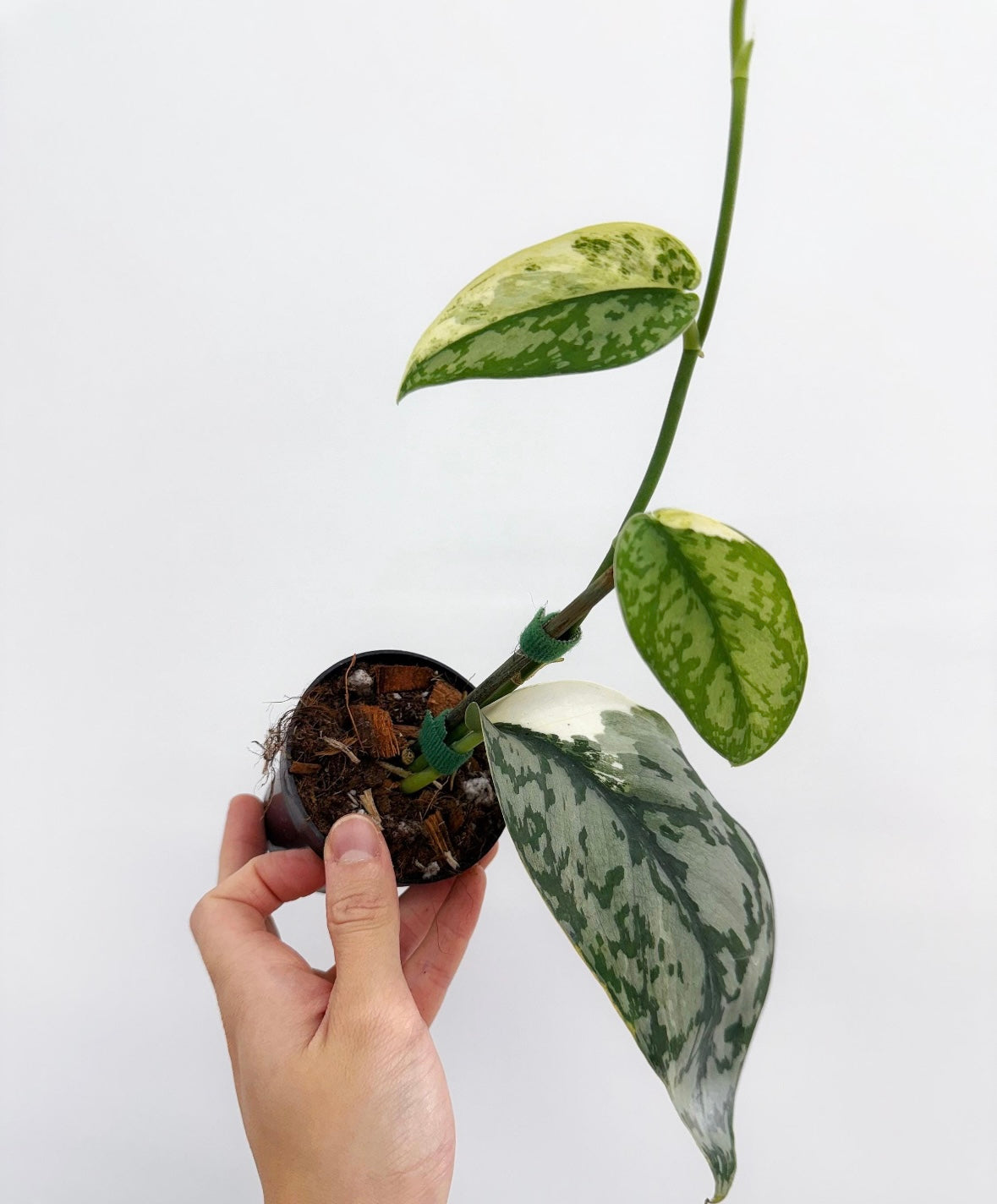 Scindapsus Mariposa "3