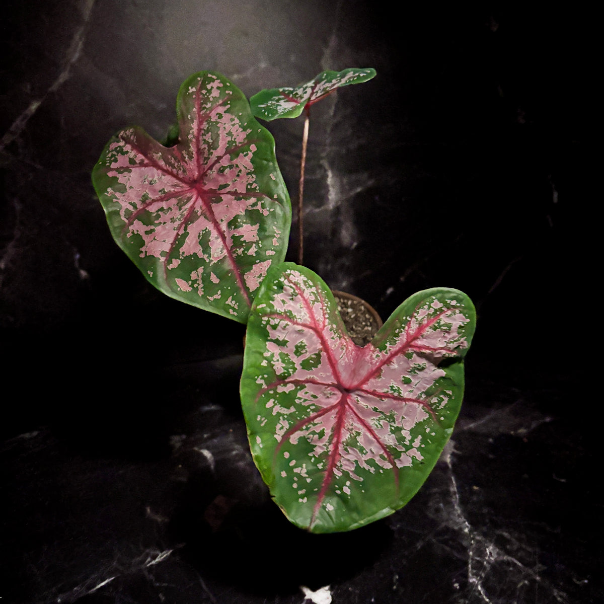 Caladium Carolyn Worthon “6