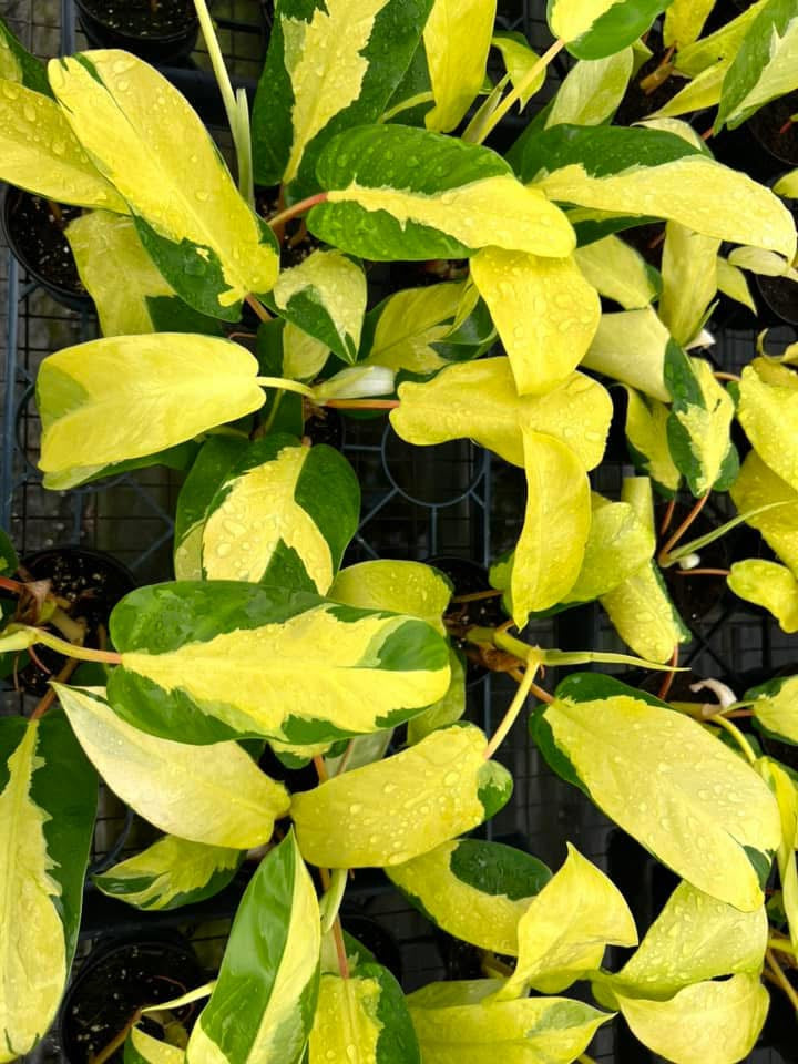 Philodendron Thai Sunrise "5