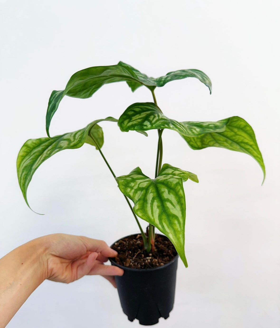 Cercestis Mirabilis “5