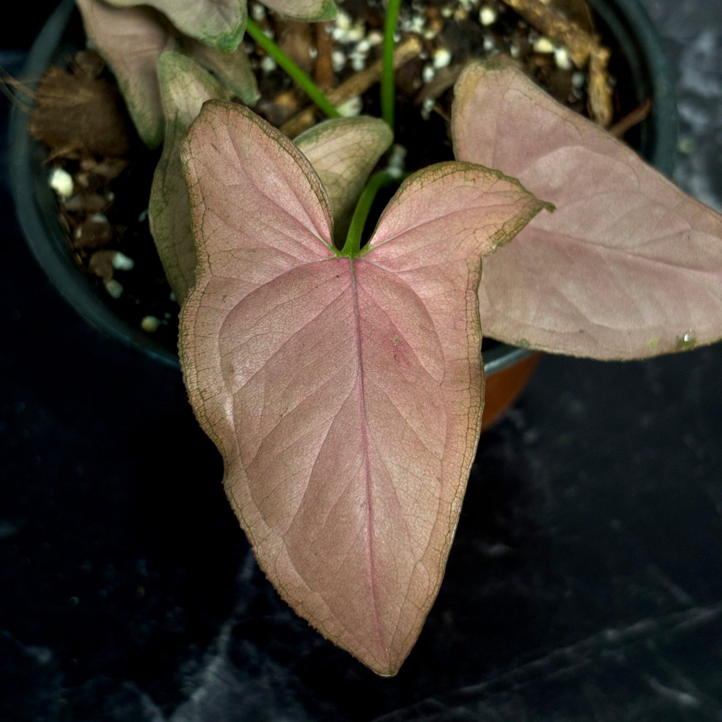 Syngonium Pink Arrow Head “4