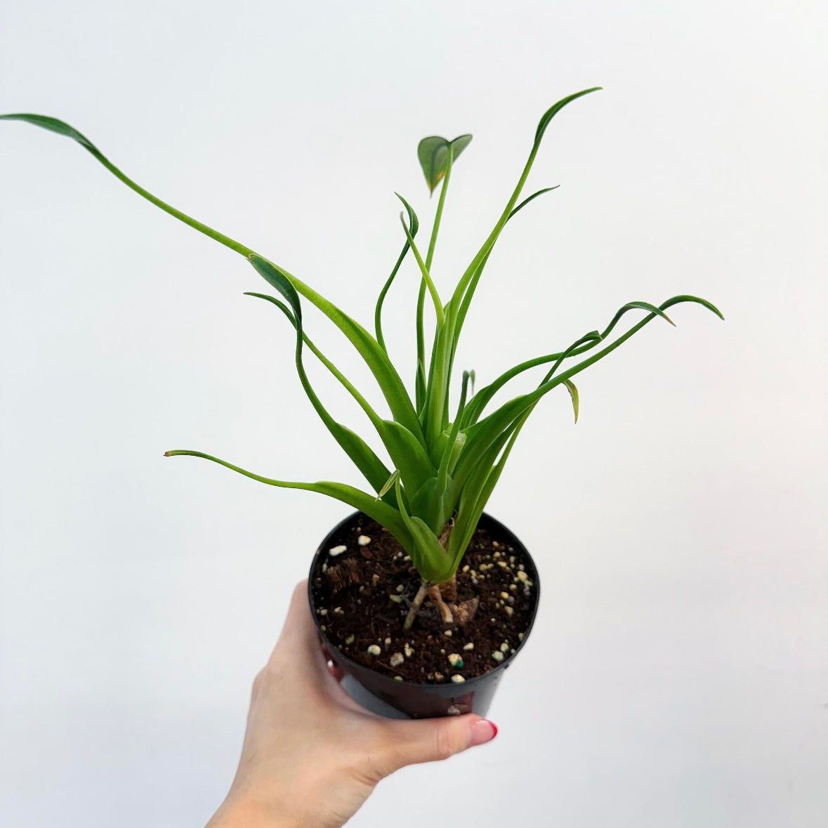 Alocasia Tiny Dancer “4