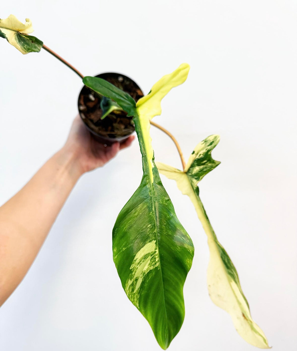 Philodendron Joepii Variegado “4