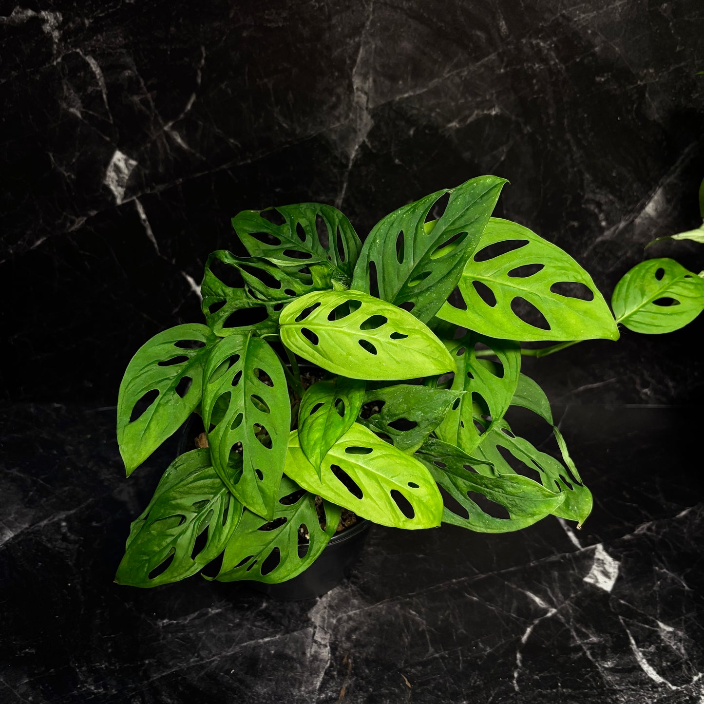 Monstera Adansonii “6
