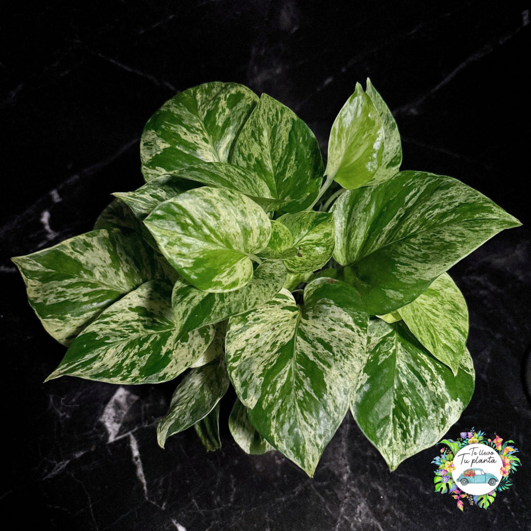 Epipremnum Aureum Marble Queen | Pothos Marble Queen “5