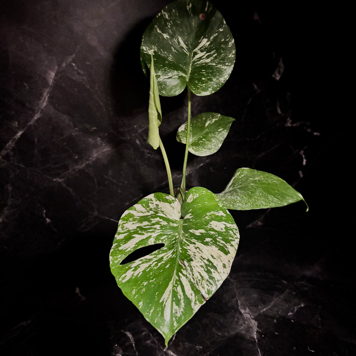 Monstera White Monster “6