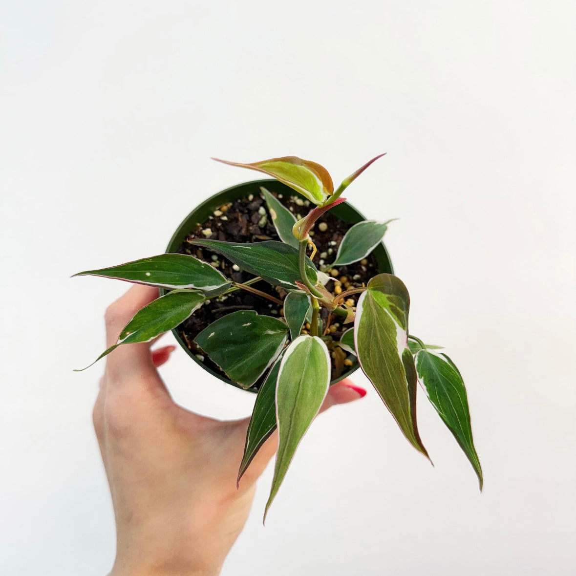 Philodendron Micans Halo “4