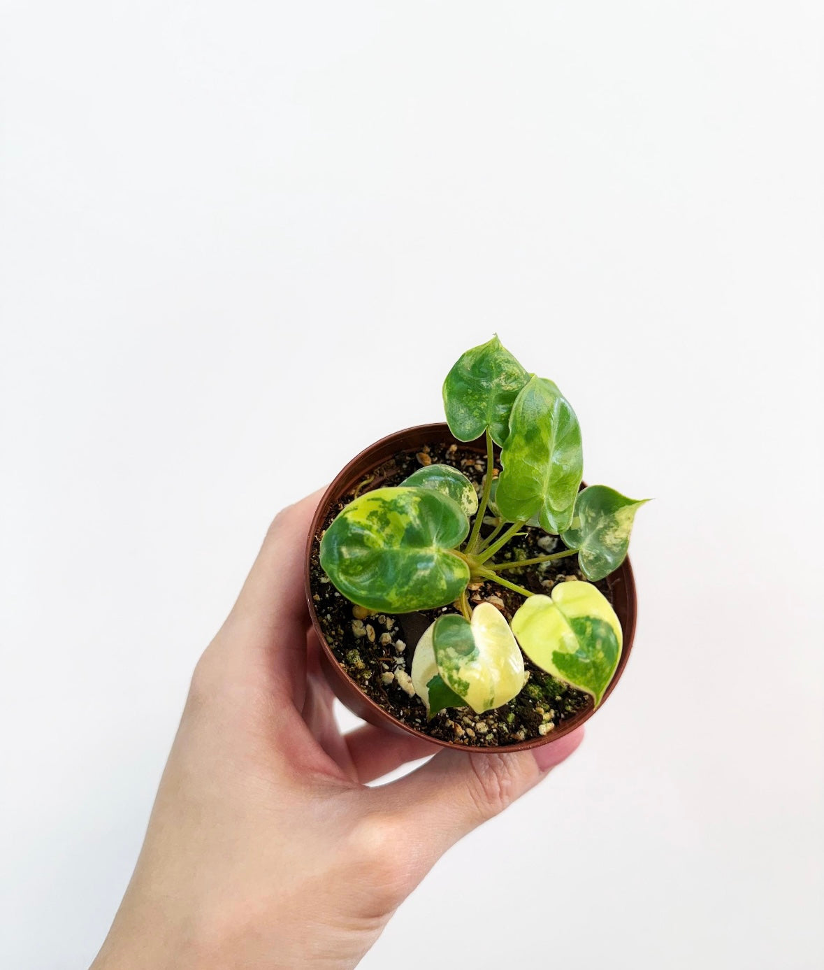 Philodendron Billietiae Variegado “3