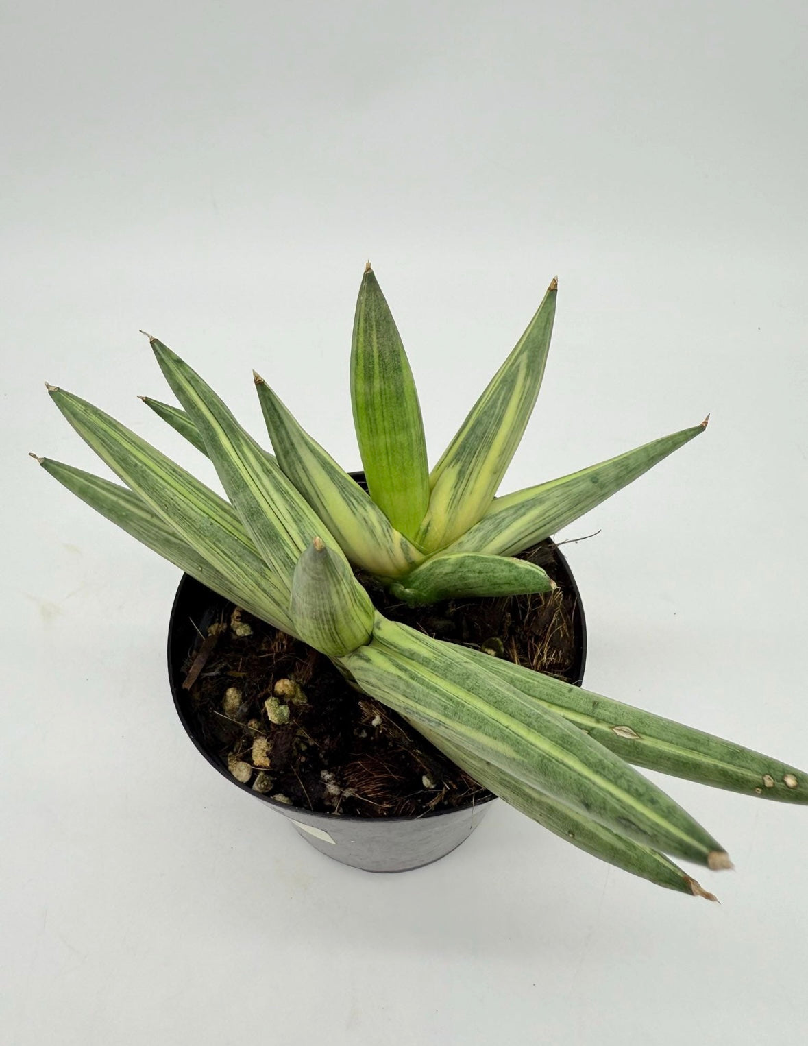 Sansevieria Starfish Variegada “4
