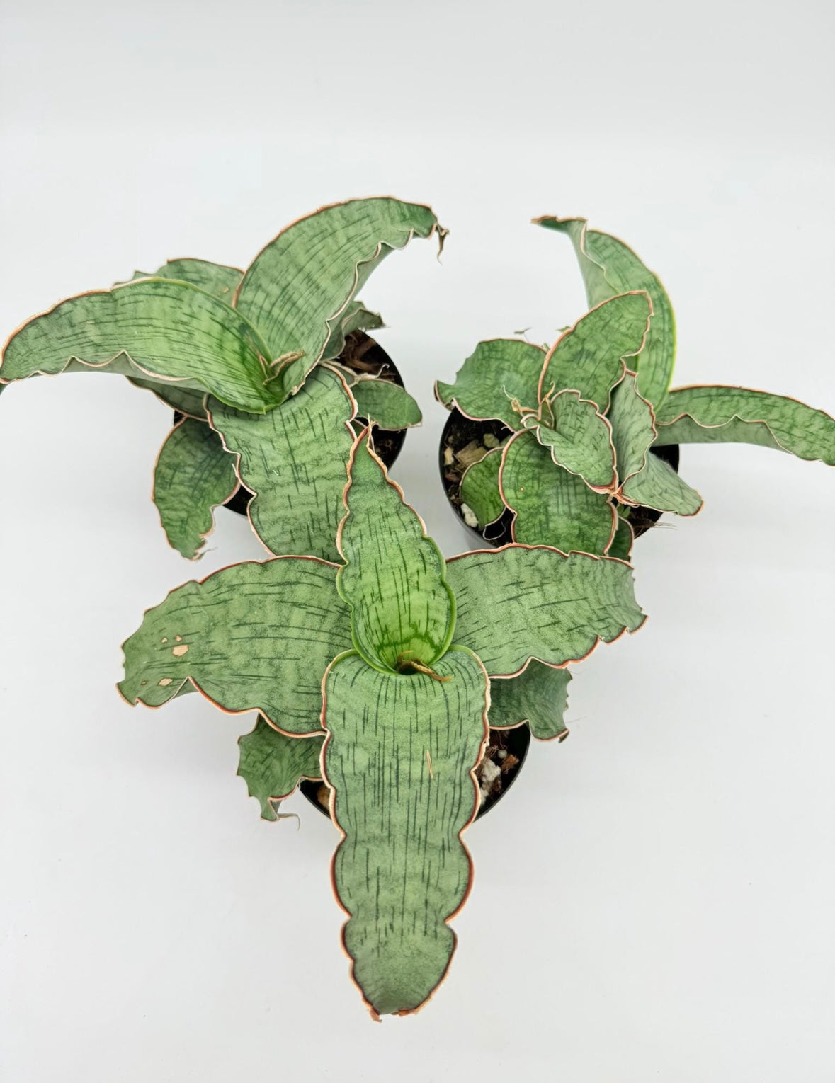 Sansevieria Kiki Azul “5