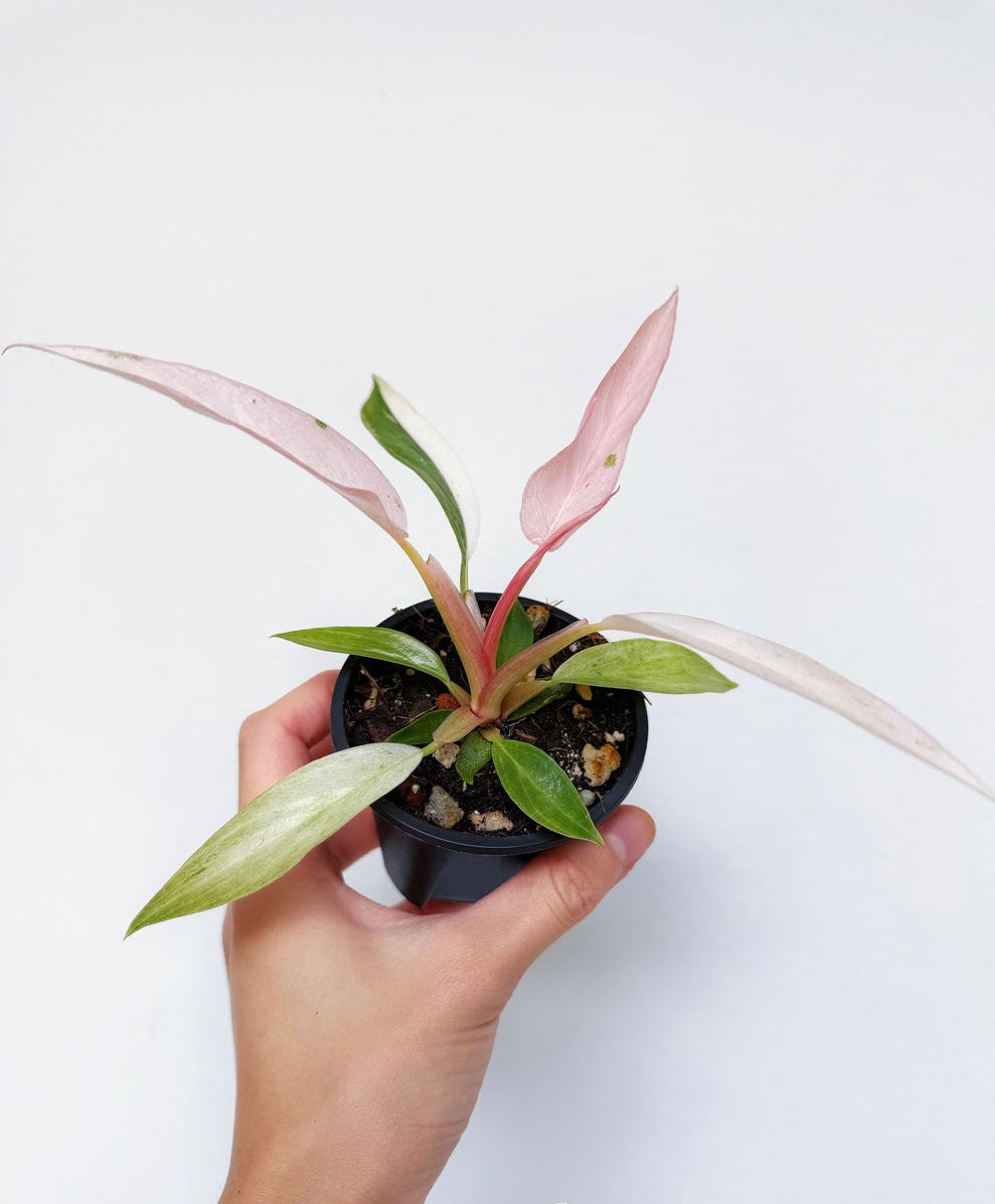 Philodendron Strawberry Marble “4