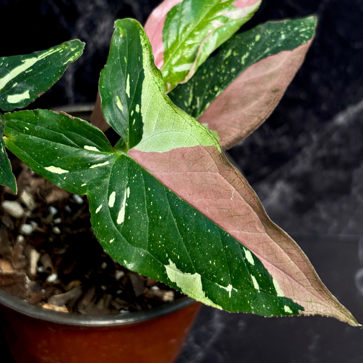 Syngonium Tricolor “5