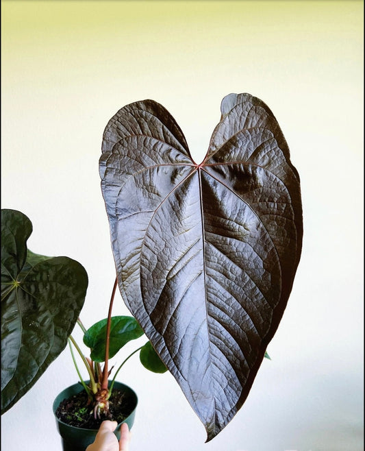 Anthurium Queen of Hearts XL  “6