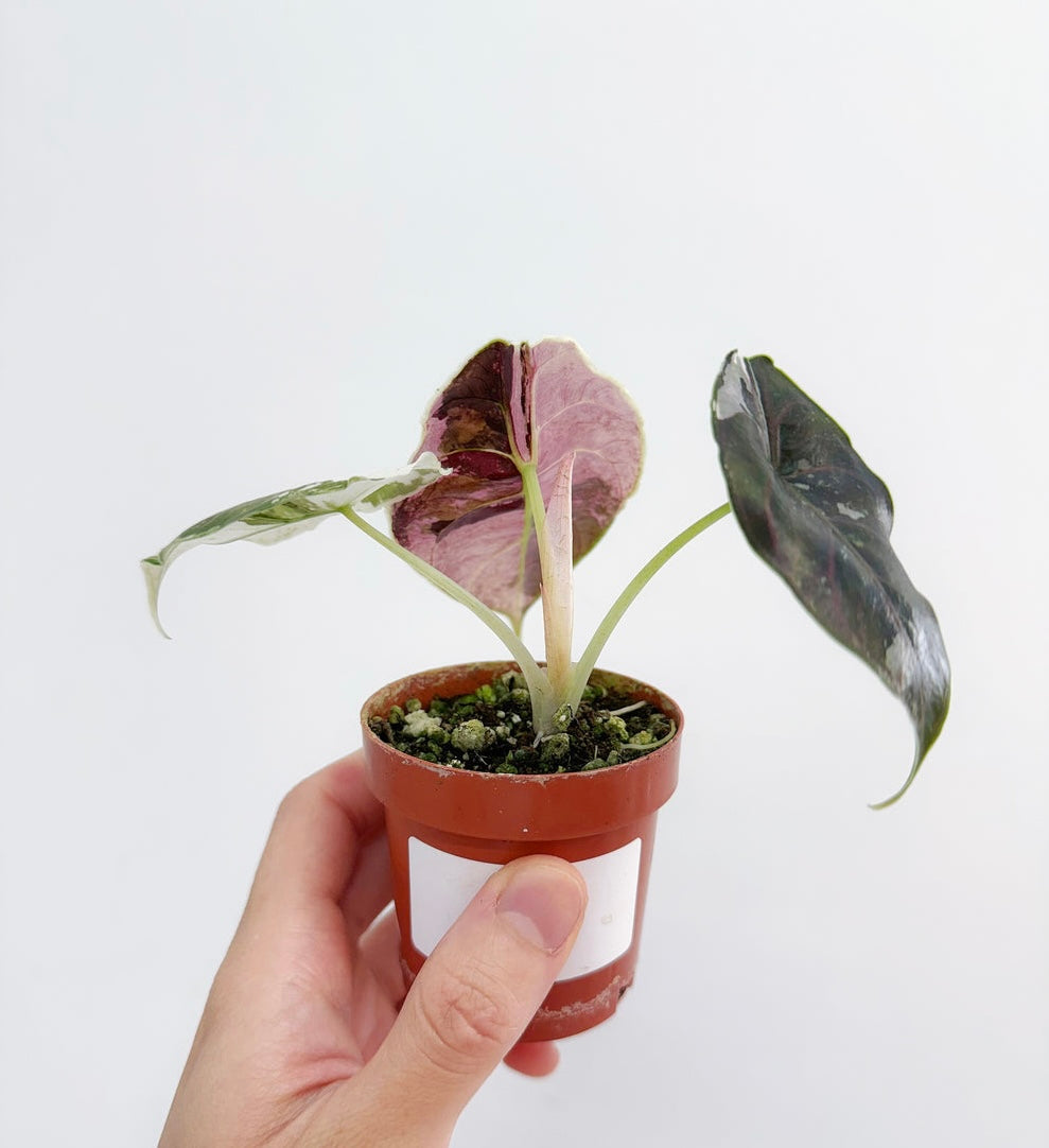 Alocasia Azlani Variegada “4