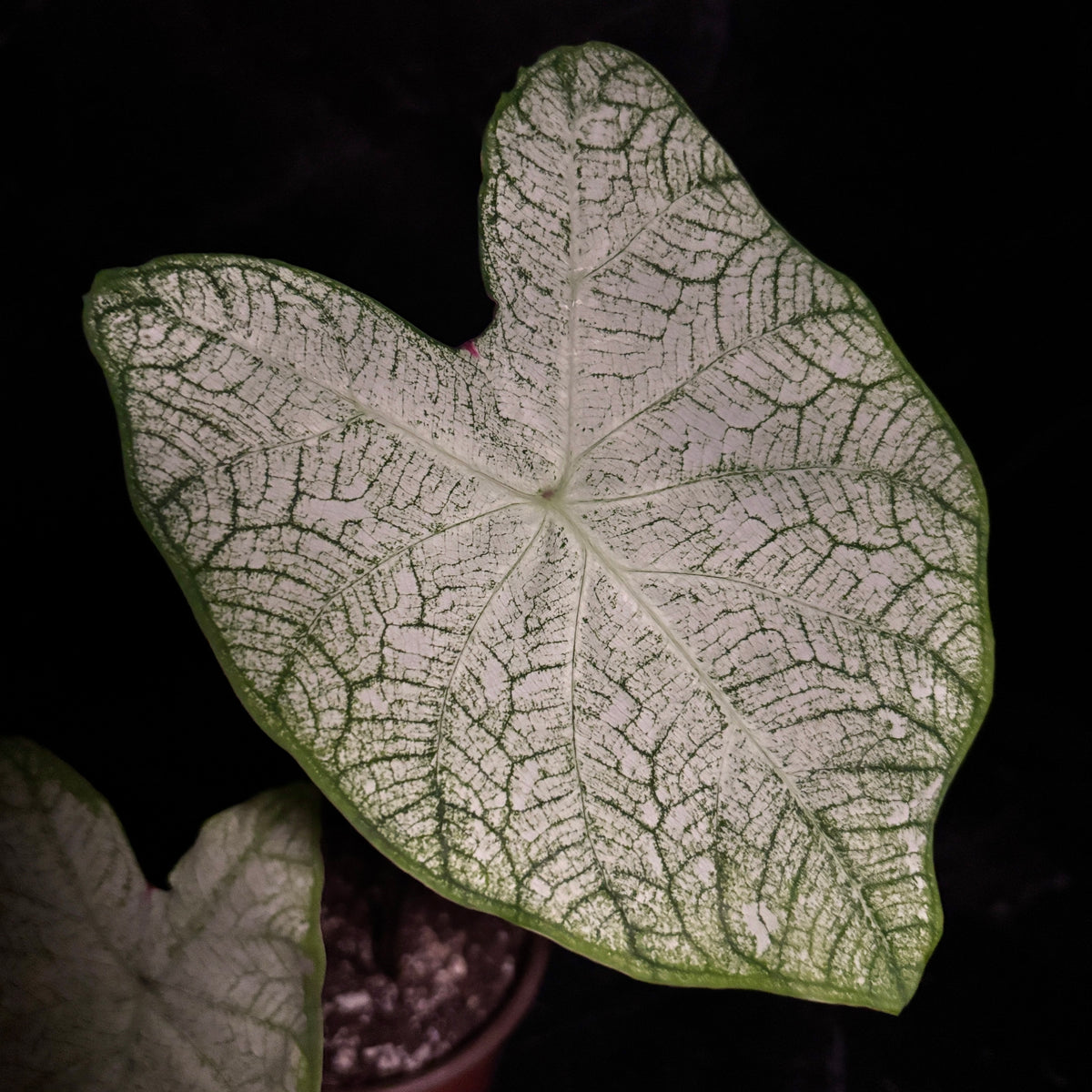 Caladium Moonlight “6