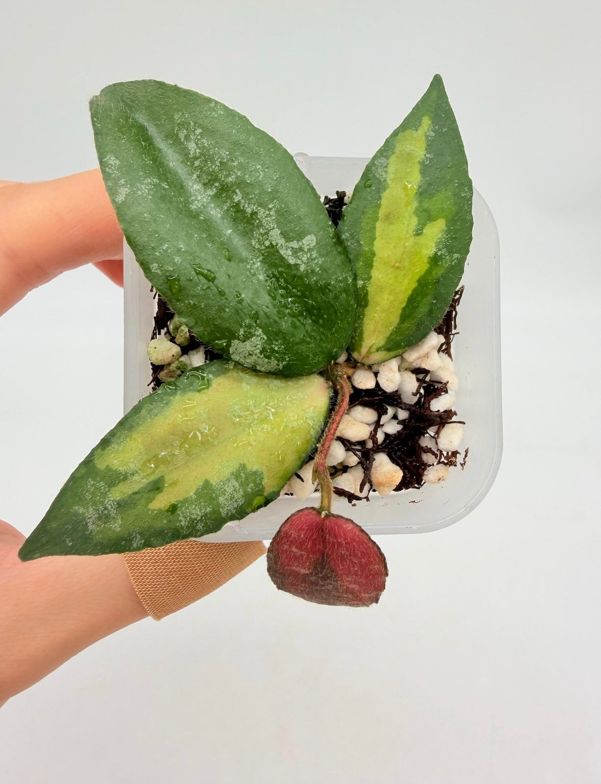 Hoya Caudata Variegada “3