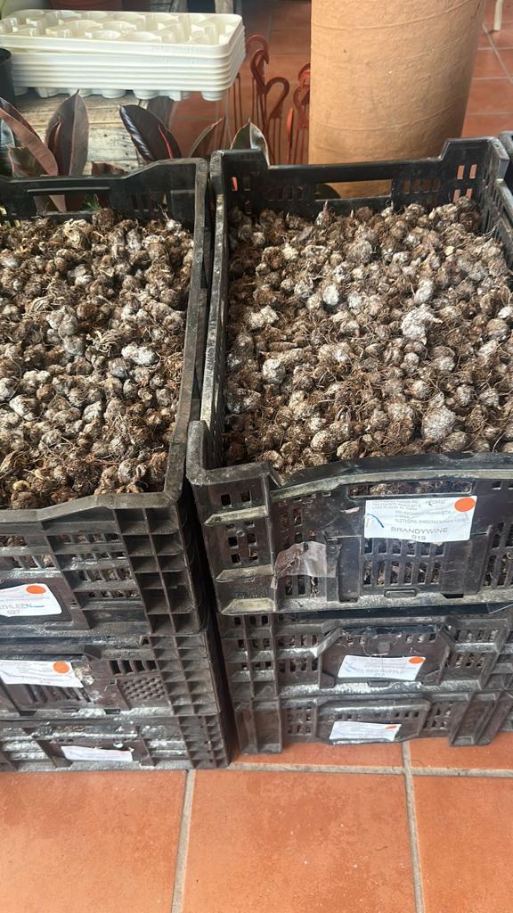 Bulbo de Caladium Red Flash