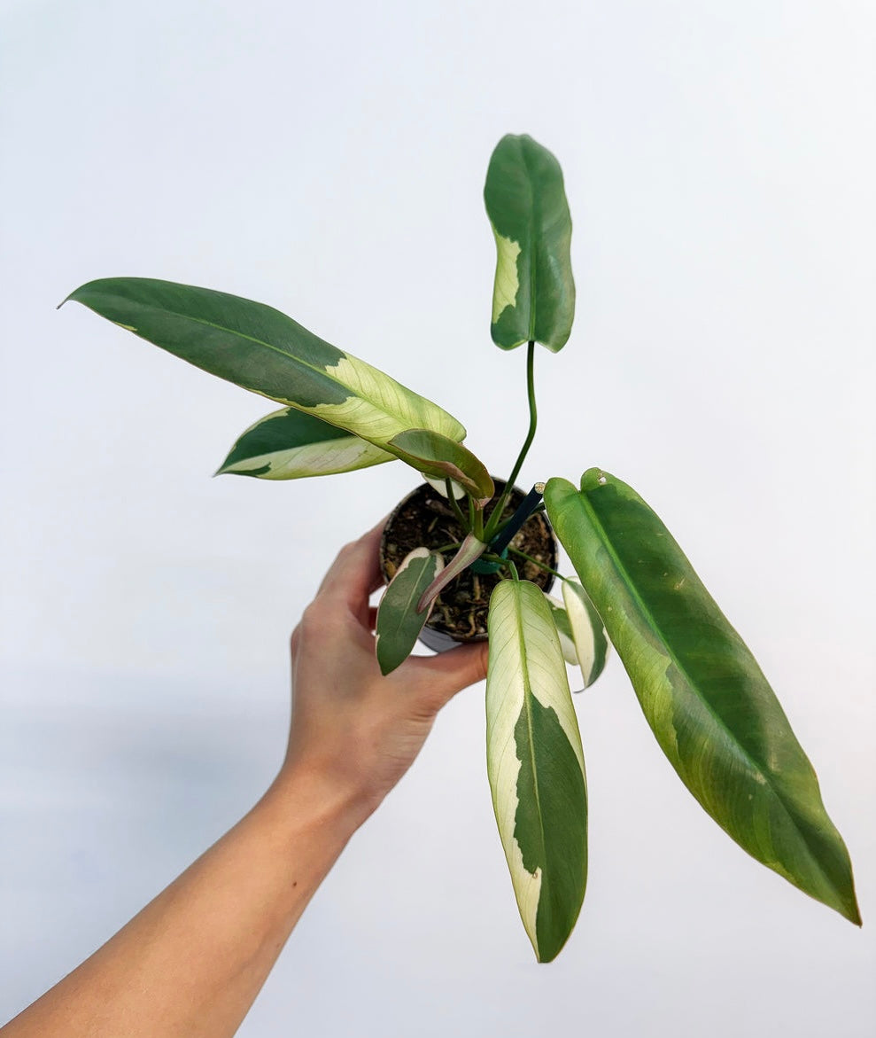 Philodendron Atabapoense Variegado “4