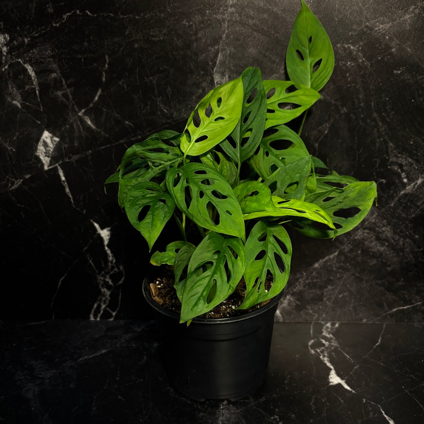 Monstera Adansonii “6