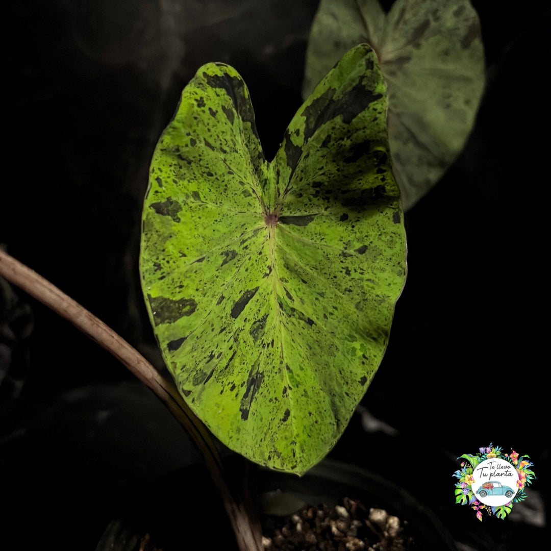 Colocasia Mojit0 "6