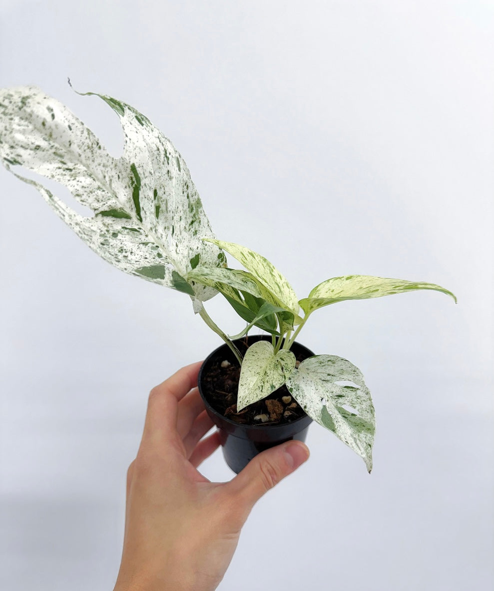 Epipremnum Pinnatum Marble "4