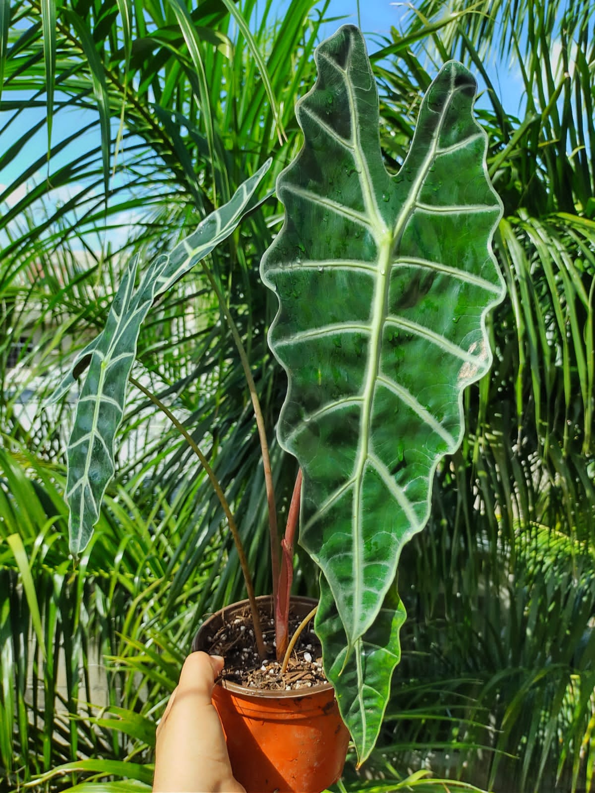 Alocasia Amazonica “6