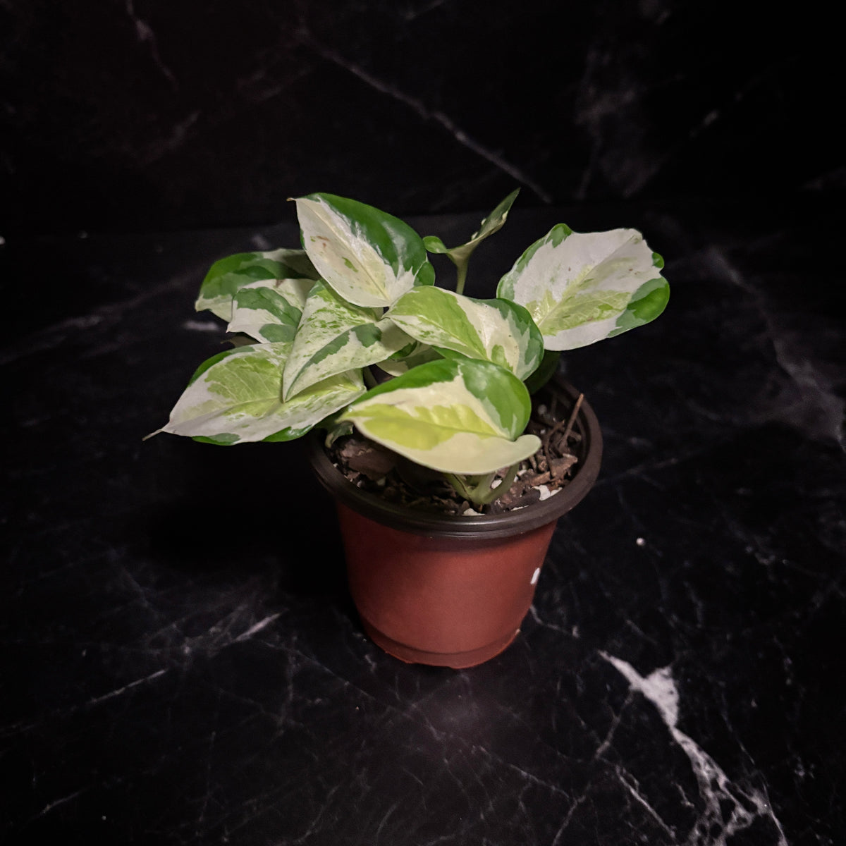 Epipremnum Aureum | Pothos Global Japanese “4