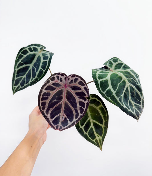 Anthurium Red Crystallinum X Michelle Zara