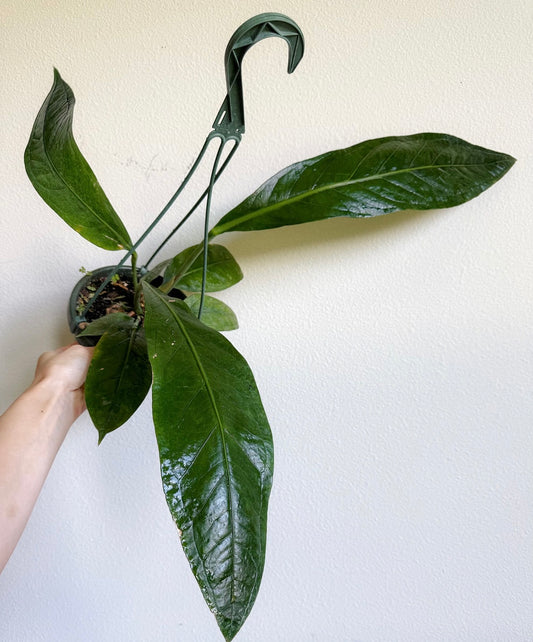 Anthurium Big Bill “6