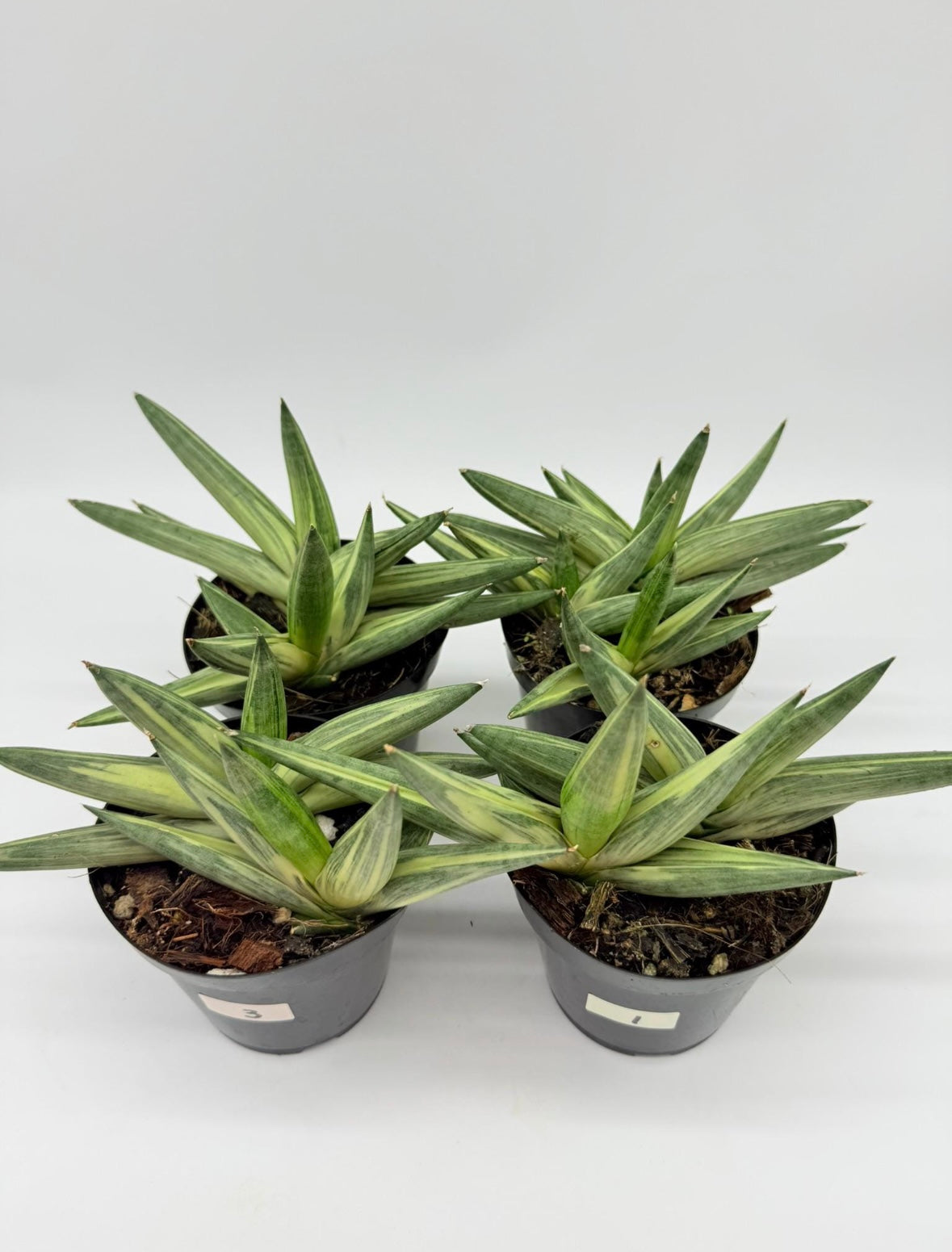 Sansevieria Starfish Variegada “4