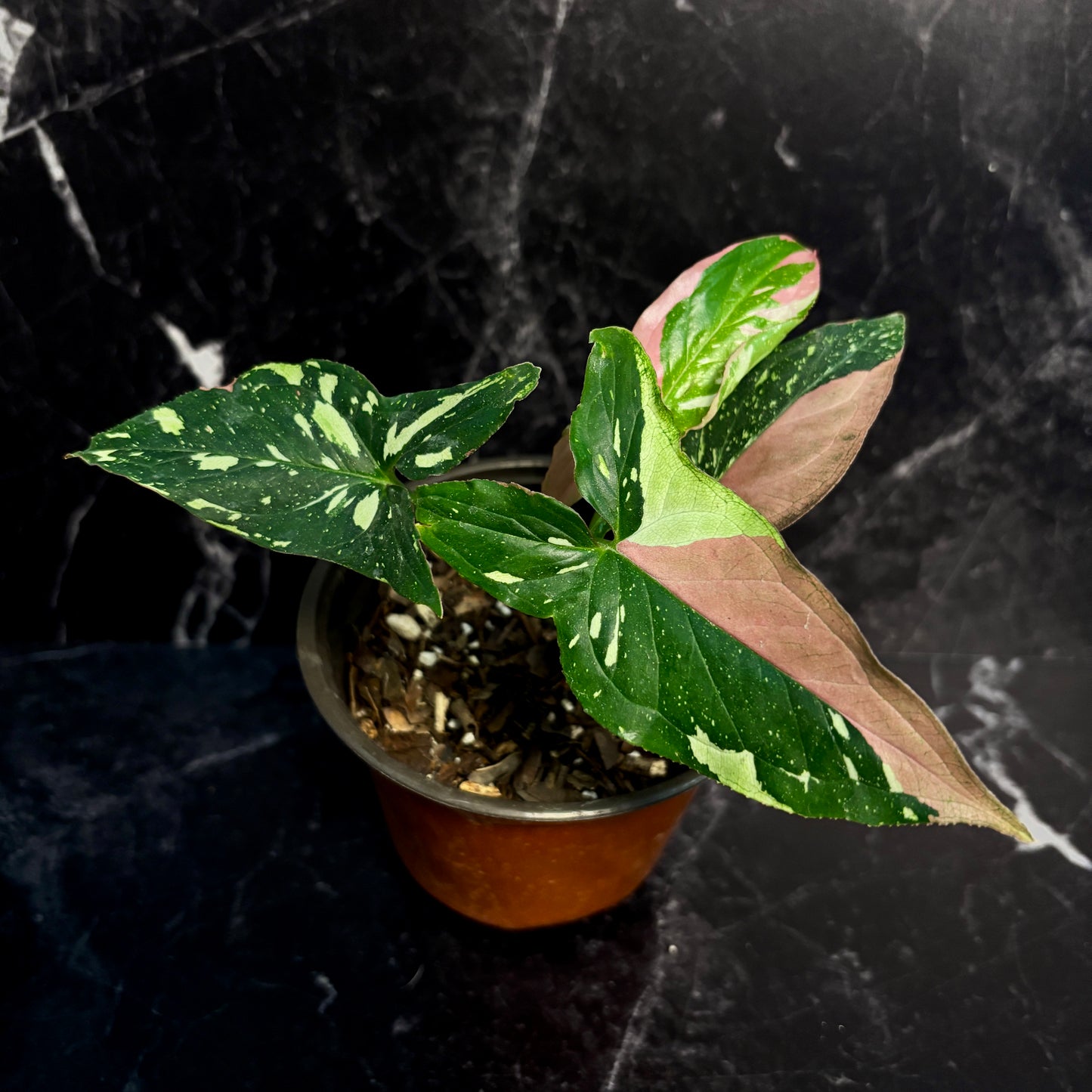 Syngonium Tricolor “5