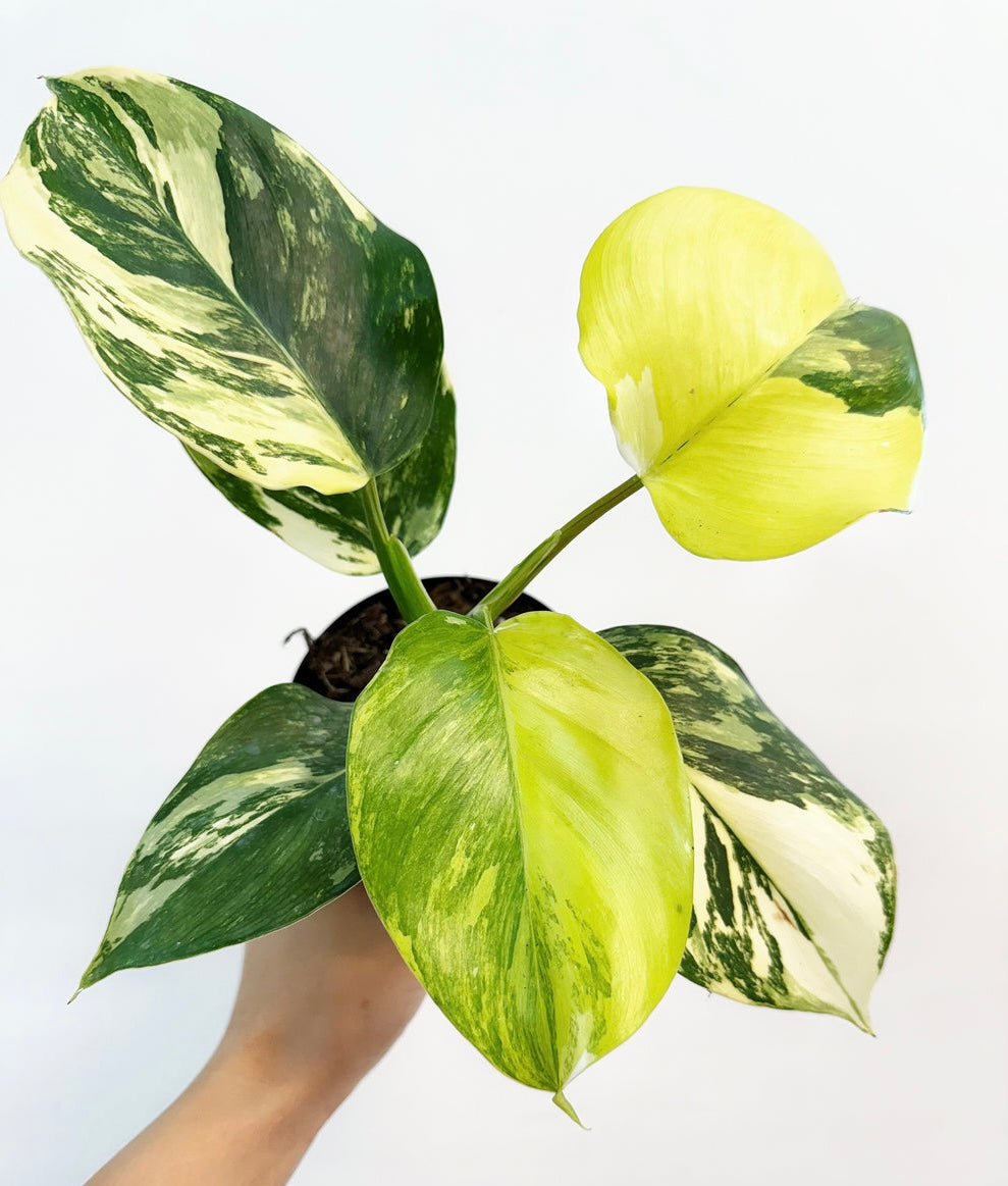 Philodendron White Wizard Tricolor “4