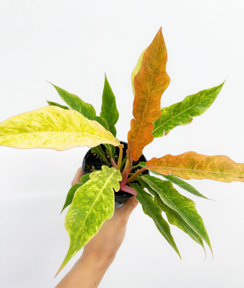 Philodendron Golden Serratum “4