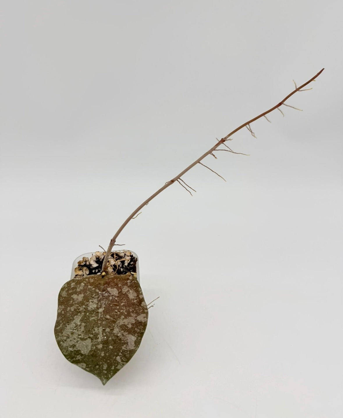 Hoya Purpureofusca x Imbricata “3