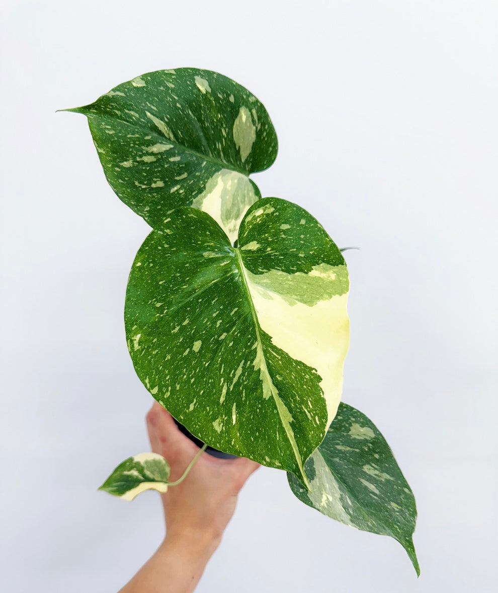 Monstera Thai Constellation #4