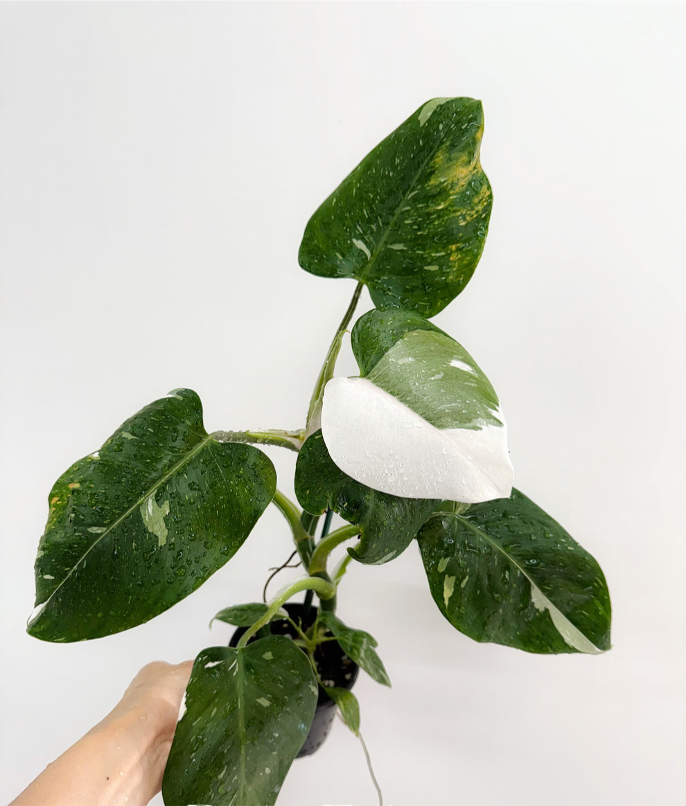 Philodendron White Wizzard "4