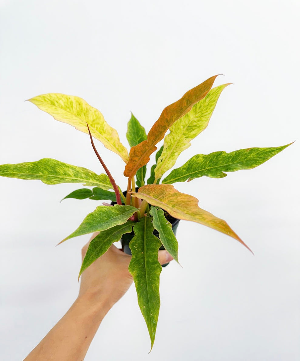 Philodendron Golden Serratum “4