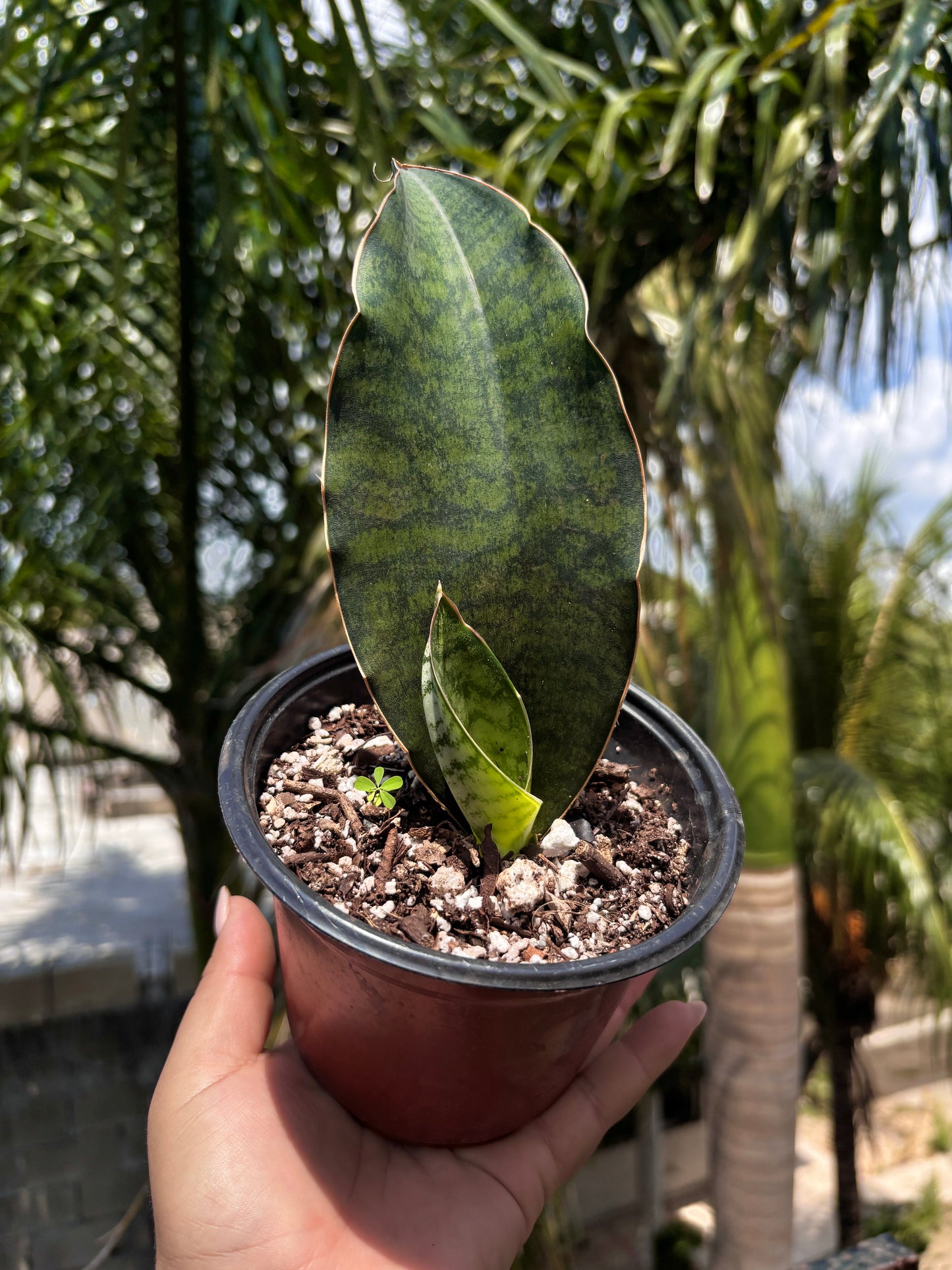 Sansevieria Whale Fin “5