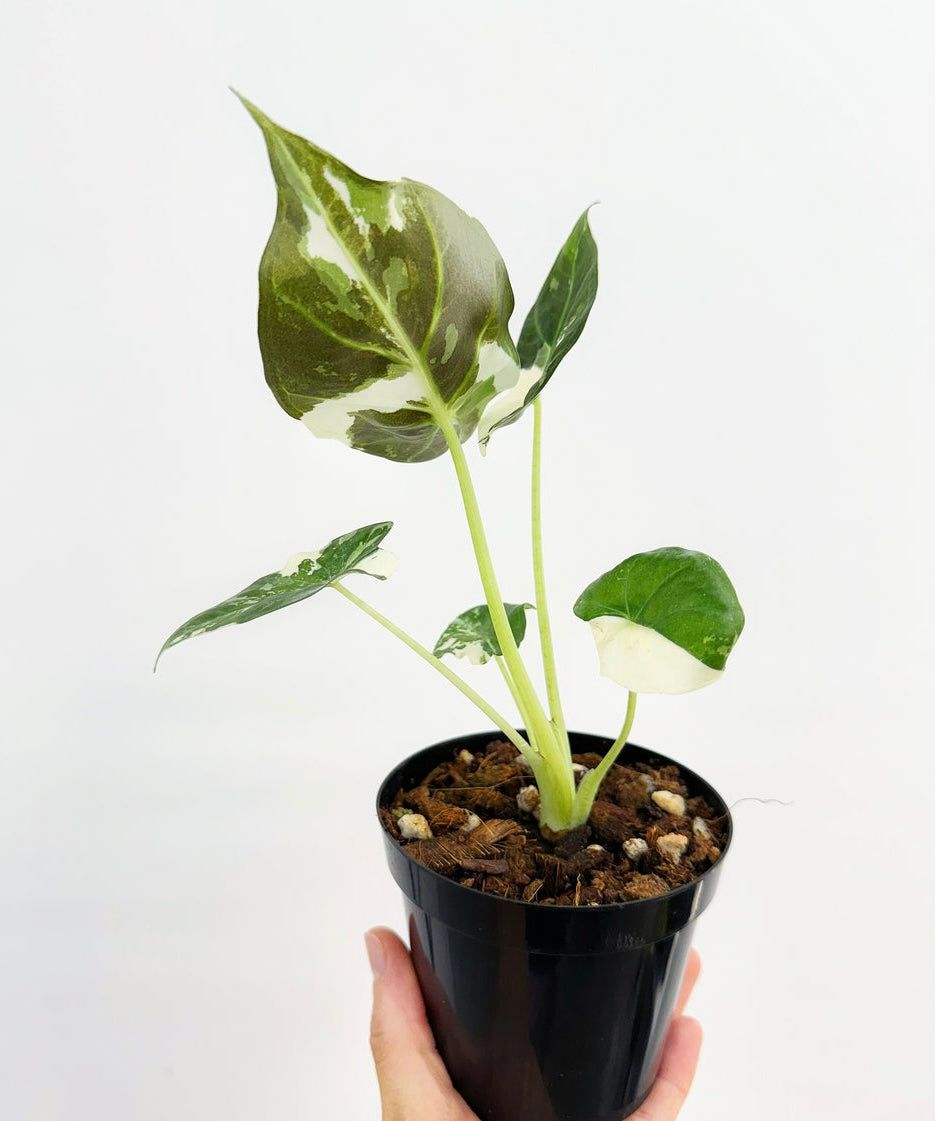 Alocasia Regal Shield Albo”4