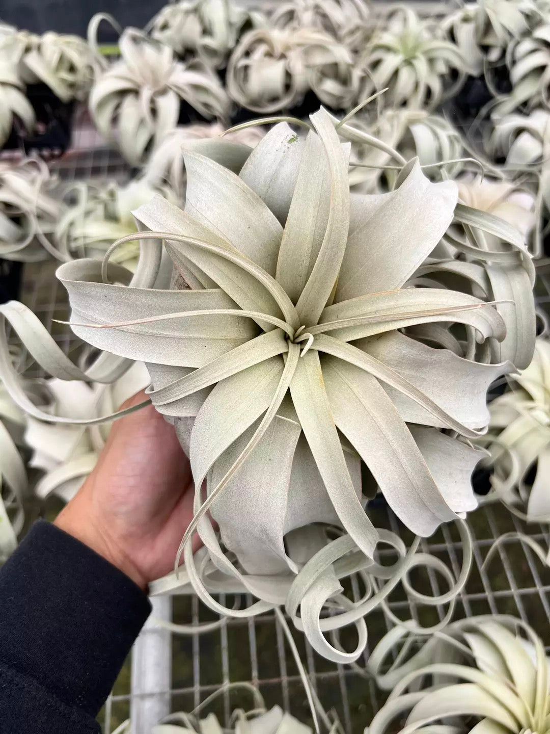 Tillandsia Xerographica