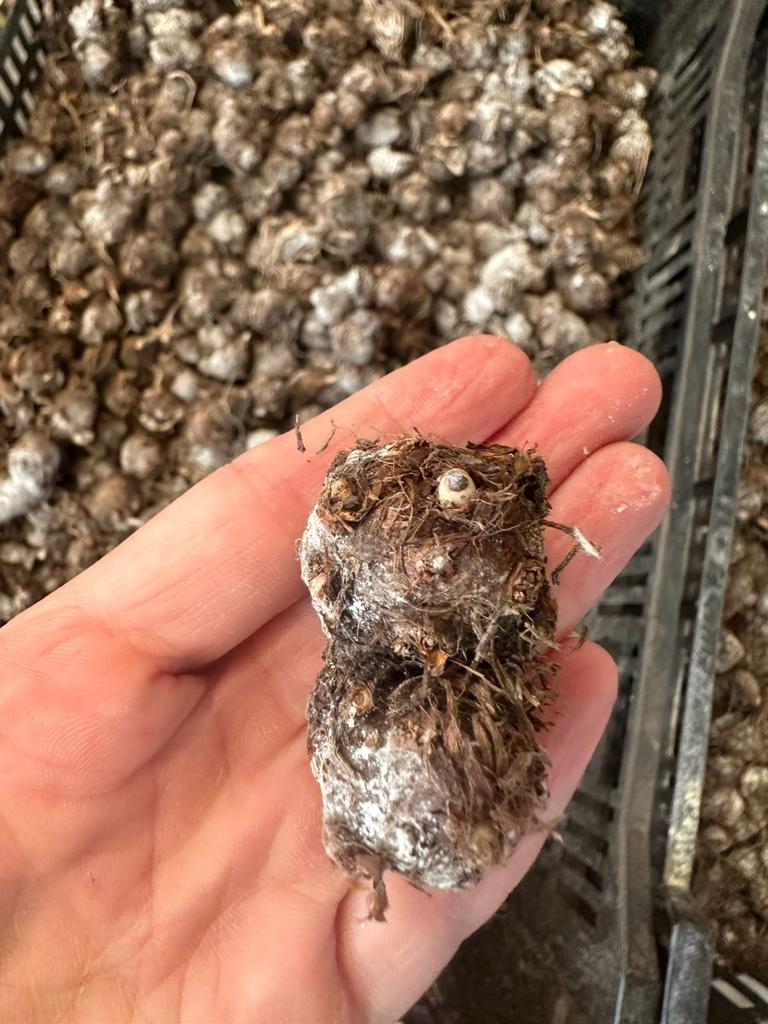 Bulbo de Caladium White Queen