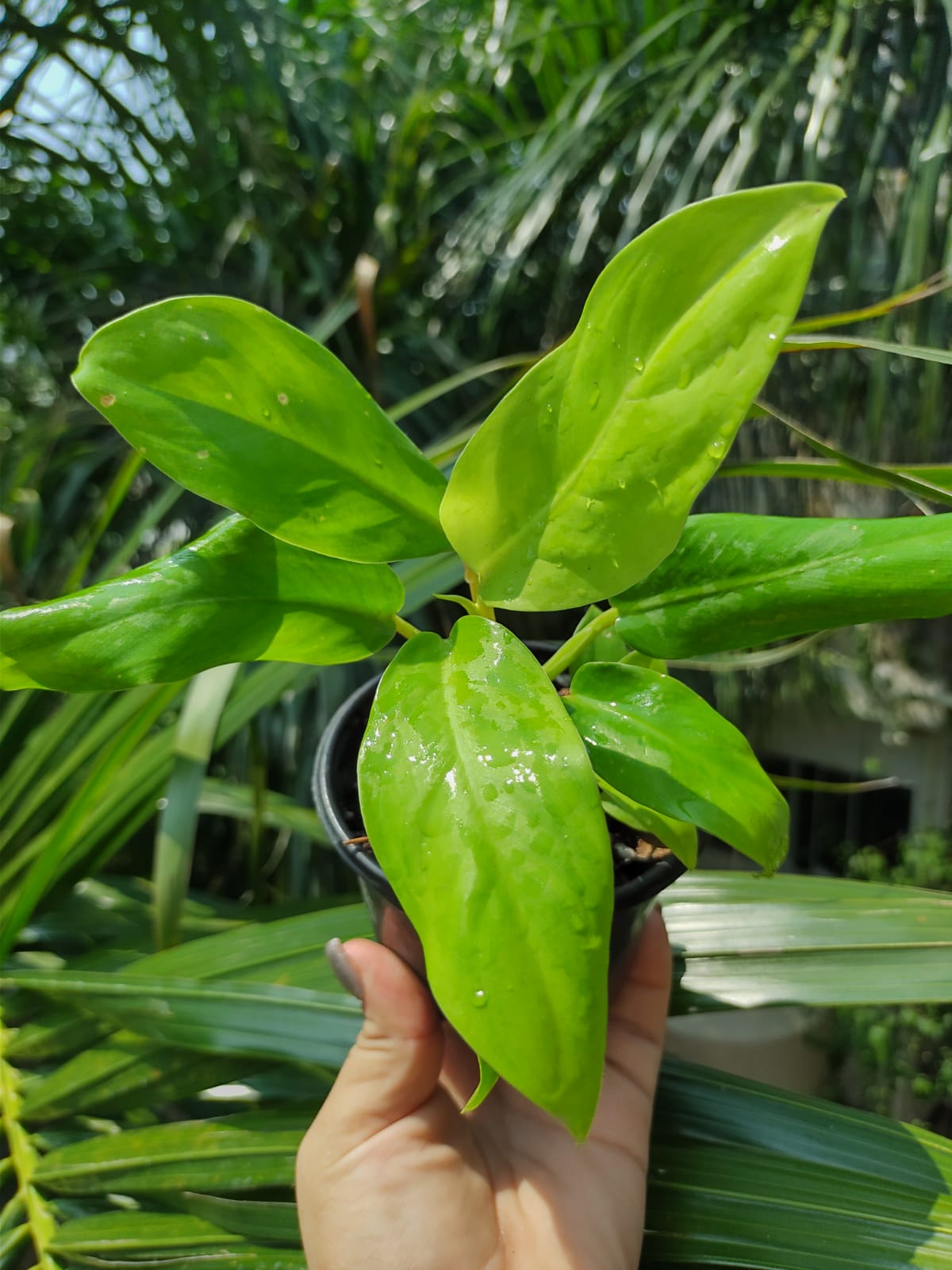 Philodendron Golden Godess "4