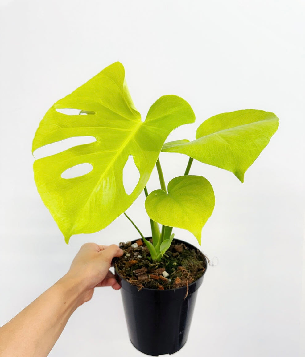 Monstera Lemon Lime “6